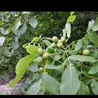 صنوبر نقرا ترکیه۱۰هزار تومان درخت میوه ۷۰هزار