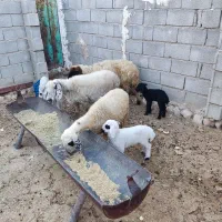 میش بره دار دوقولوزا