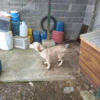 سگ شکاری|سگ|صومعه‌سرا, |دیوار