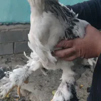 فروش مرغ برهمالایت الاصل