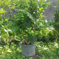 فروش یاس هلندی سطل ۱۰، ۱۲، زباله، وصال ۴۲|گل و گیاه طبیعی|نشتارود, |دیوار