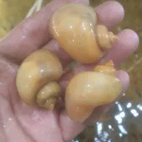 ما هی گوپی وهلزون سیب|ماهی|کاشان, راوند|دیوار