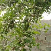 باغشهری ملوسجان بیضا|فروش خانه و ویلا|بیضا, |دیوار