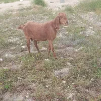 بز آبستن دوماه نیم ۳قولوزا