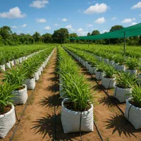 خدمات تخصصی و حرفه ای باغبانی وفضای سبز|خدمات باغبانی و درختکاری|سنندج, |دیوار