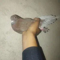 کفتر سرخ|پرنده|فولادشهر, B2|دیوار