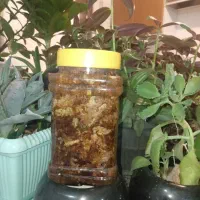 عسل اورگانیک|خوردنی و آشامیدنی|مهاجران, |دیوار