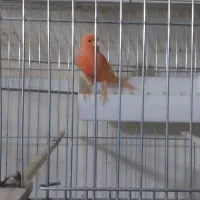 قناری|پرنده|تفت, |دیوار