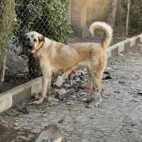 سگ عراقی کردی پژدر|سگ|تهران, صادقیه|دیوار