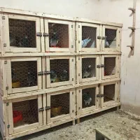قفس جفتگاه کبوتر