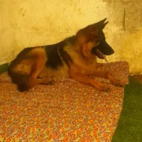 ژرمن شپرد بلک فیس ماده|سگ|لاهیجان, بازکیاگوراب|دیوار