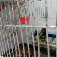 سهره گلبسر مست خون|پرنده|مشهد, احمدآباد|دیوار