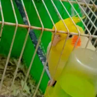 عروس هلندی|پرنده|مشهد, امیرآباد|دیوار