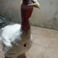 بوقلمون بیوتی