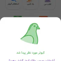 کفتر پلاکی پلاک به پا