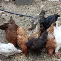 مرغ تخم گذار|حیوانات مزرعه|قم, باجک یک|دیوار