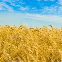 گندم بذری سالار