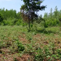 زمین باغی ۱۵۵۰ متر روستای لالم ضیابر فقط ۲میلیارد|فروش زمین و ملک کلنگی|ضیابر, |دیوار
