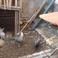 مرغ وخروس|حیوانات مزرعه|صحنه, |دیوار