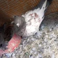 کبوتر سینه ای|پرنده|اصفهان, شاهد|دیوار