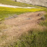 باغ انجیر و بادام تنگ کرم علی آباد سرخه سند دار