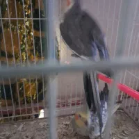 عروس هلندی|پرنده|مشهد, آبکوه|دیوار