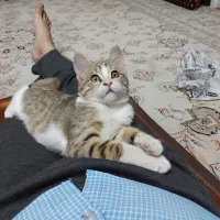 واگذاری گربه خانگی