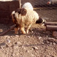 سلام دوتا کوه چاق|حیوانات مزرعه|ایذه, |دیوار