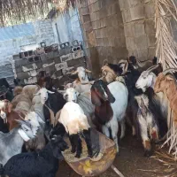 ۲۰تابز کهردار جفتی ۲۶ملیون