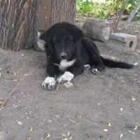 سگ قدرجونی|سگ|داران, |دیوار