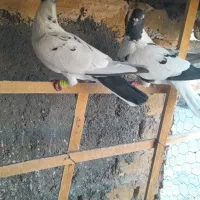 کبوتر تربت حیدریه|پرنده|تربت‌حیدریه, منظر|دیوار