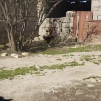 مرغ و خروس لاری