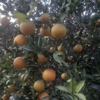 پرتقال تامسون سر درختی درجه یک نوشهر