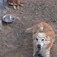 واگذاری سگ به شخص واجد شرایط