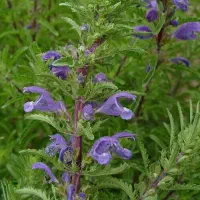 عرق بادرشبو و گلاب با خلوص ۱۰۰ درصد