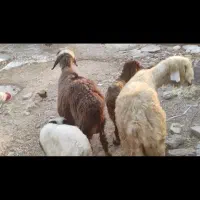 میش با بره نر بز اصلی با بیگ نر