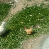 کوشین و جاپنیز