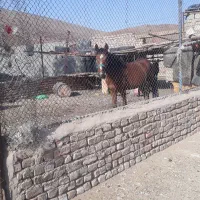 اسب  الاغ مرغ خروس گلین|حیوانات مزرعه|قم, قلعه صدری|دیوار