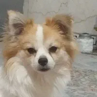 سگ پامر روباهی
