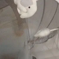 تخت کنار مادر و گهواره برقی ماستلا|تخت و صندلی بچه|قم, باجک سه|دیوار