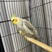 عروس هلندی جفت|پرنده|رشت, کوی مهر|دیوار