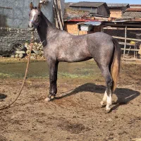 اسب اصیل ترکمن مادیون|اسب و تجهیزات اسب‌سواری|بندر ترکمن, |دیوار