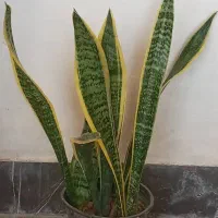 گل های زینتی|گل و گیاه طبیعی|آبدانان, |دیوار