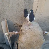 کله سیاه کاکل میخ|پرنده|زهک, |دیوار