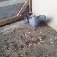 کفتر نر اصفهانی