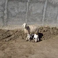 یک راس میش دوقلو