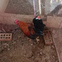 مرغ وخروس|حیوانات مزرعه|نسیمشهر, |دیوار