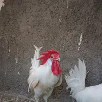 فروش فوری