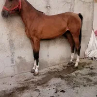 مادیان ۴ ساله