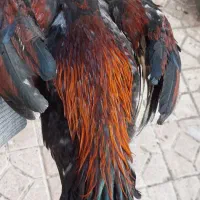 جوجه خروس لاری انگلیس